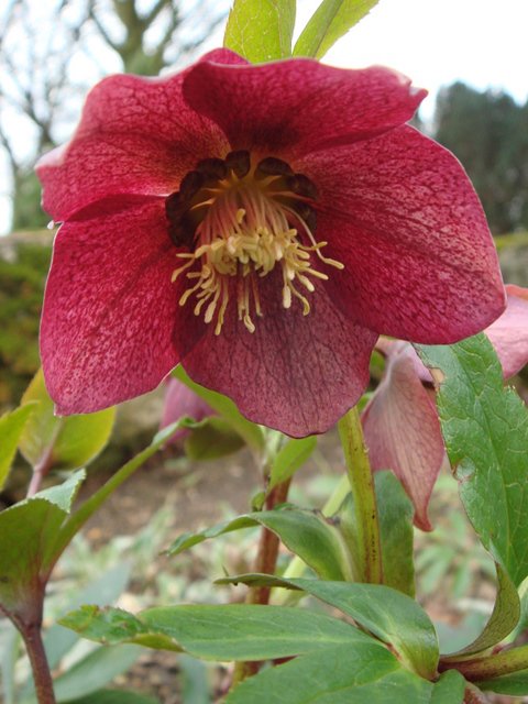 Helleborus orientalis fleur